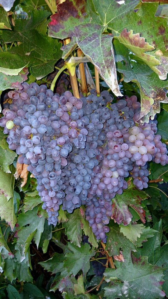 Photograph by  Татьяна Дорожко