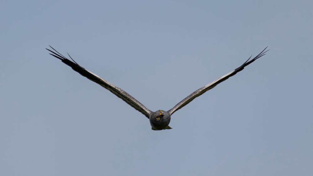 Photograph by crashfil