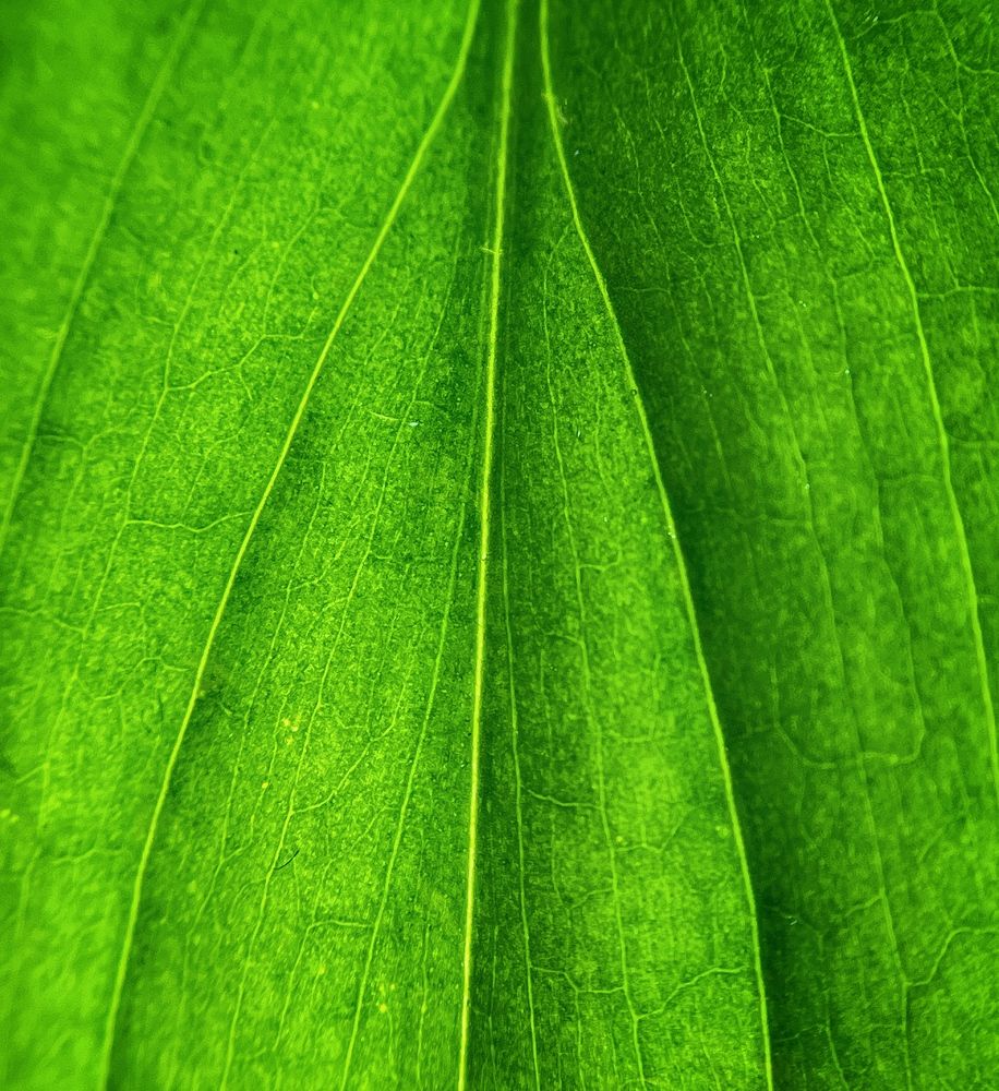 Photograph by Елена Фатеева