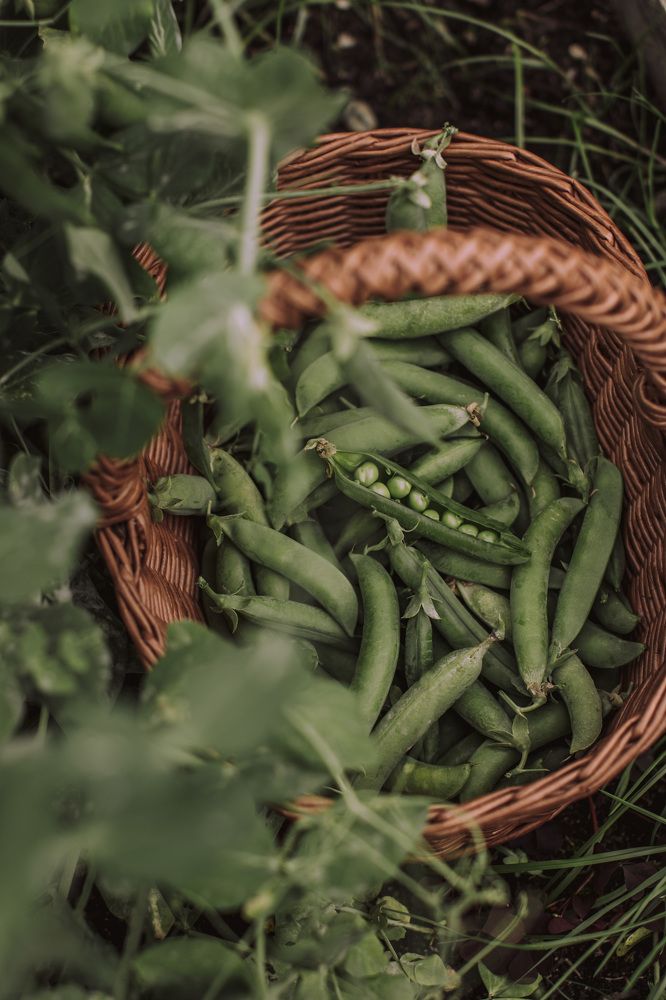 Молодой горошек