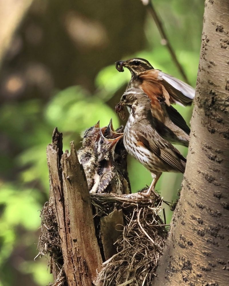 Photograph by Evgeny Nasyrov