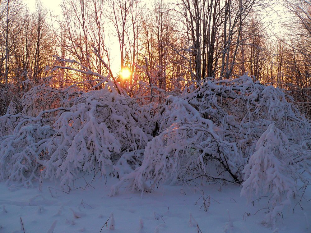 Photo #10201490