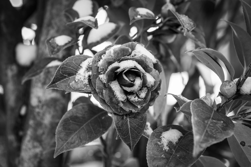 Photograph by Анастасия Кашенко