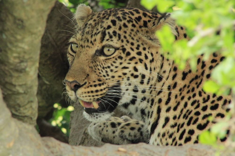 Photograph by Erasti Shish