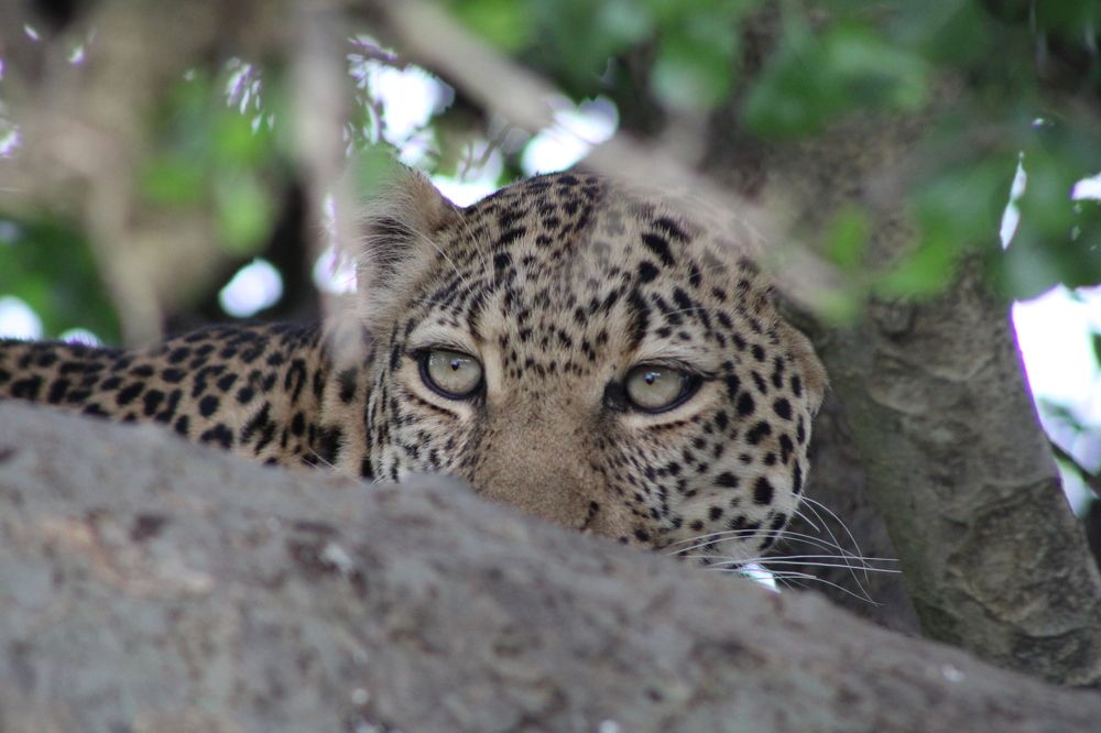 Wild Leopard