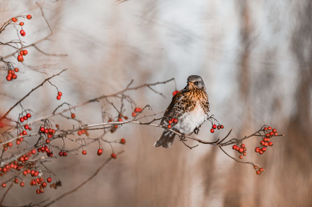 Photograph by Светлана Пронина