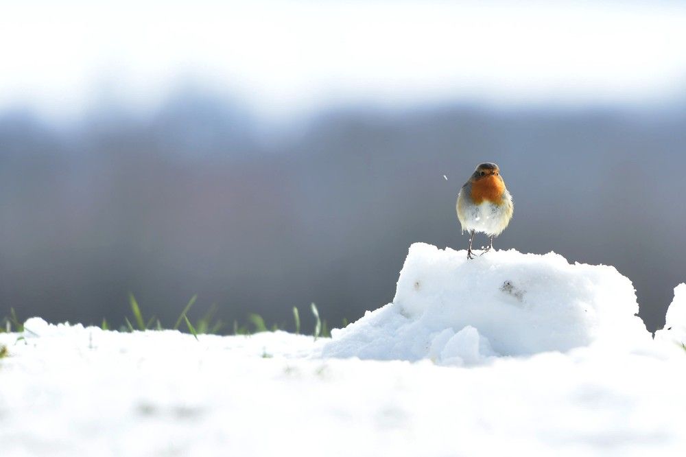 Photograph by ENVER ÇİÇEK
