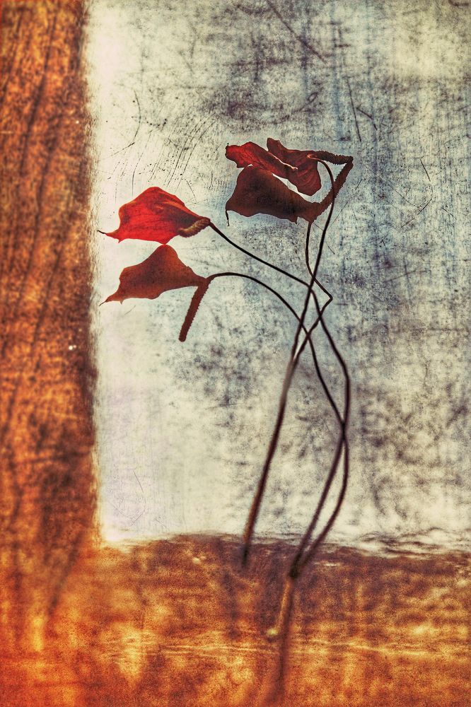 Photograph by Éva Gyubák