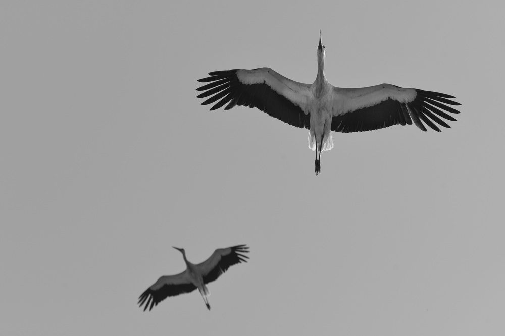 Photograph by Светлана Пронина