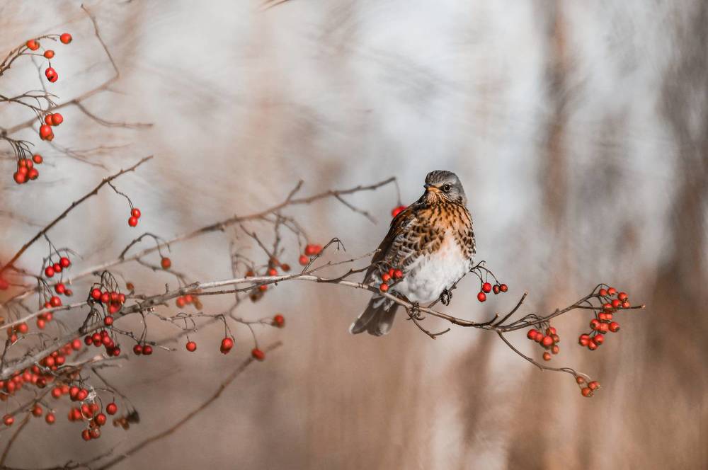 Photograph by Светлана Пронина
