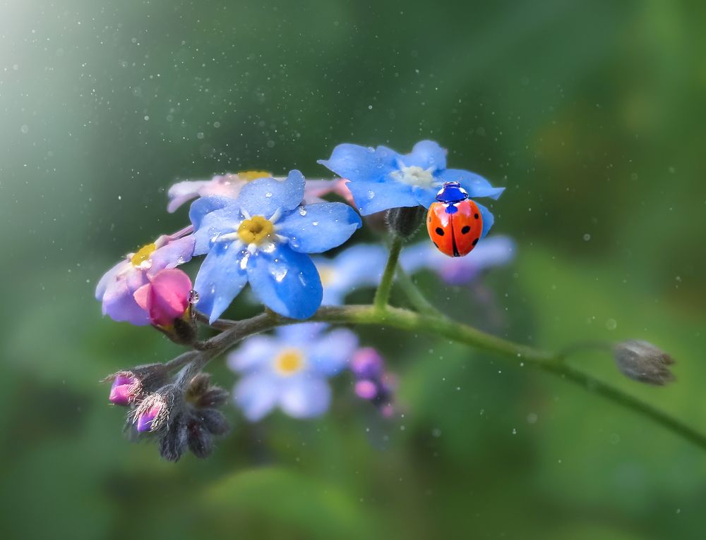 Песнь хвалы