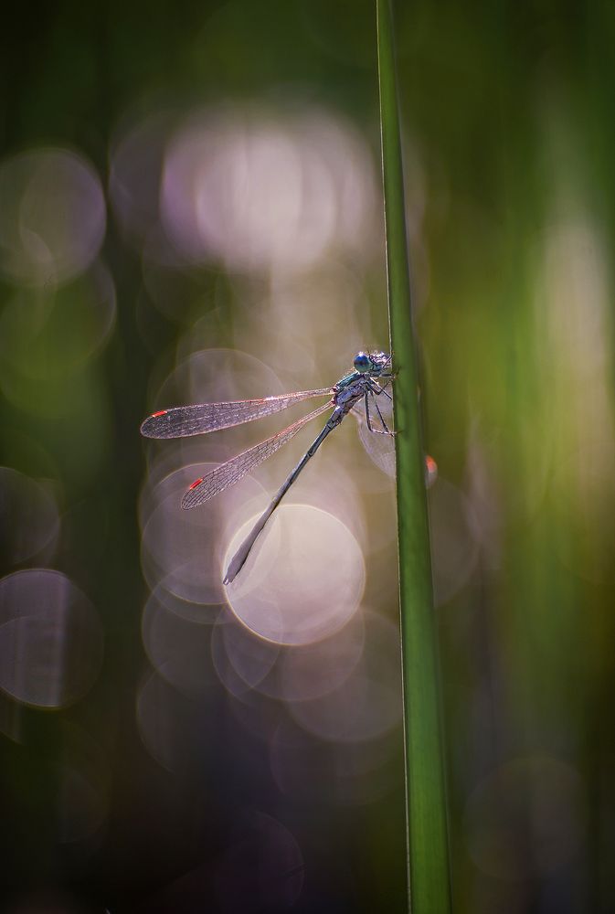 Photograph by S. Dana