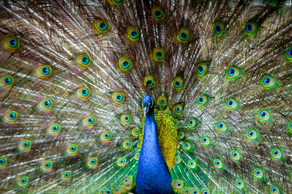 Photograph by Arnab Sarkar