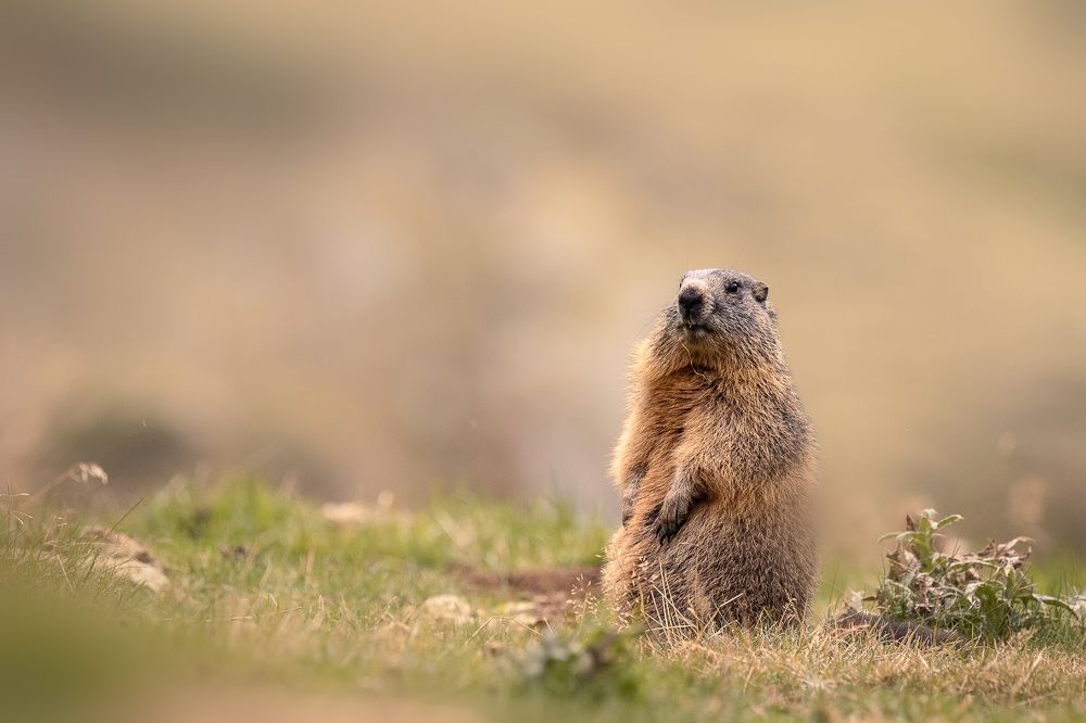 Фотография автора Anne Gabrielle Mougin