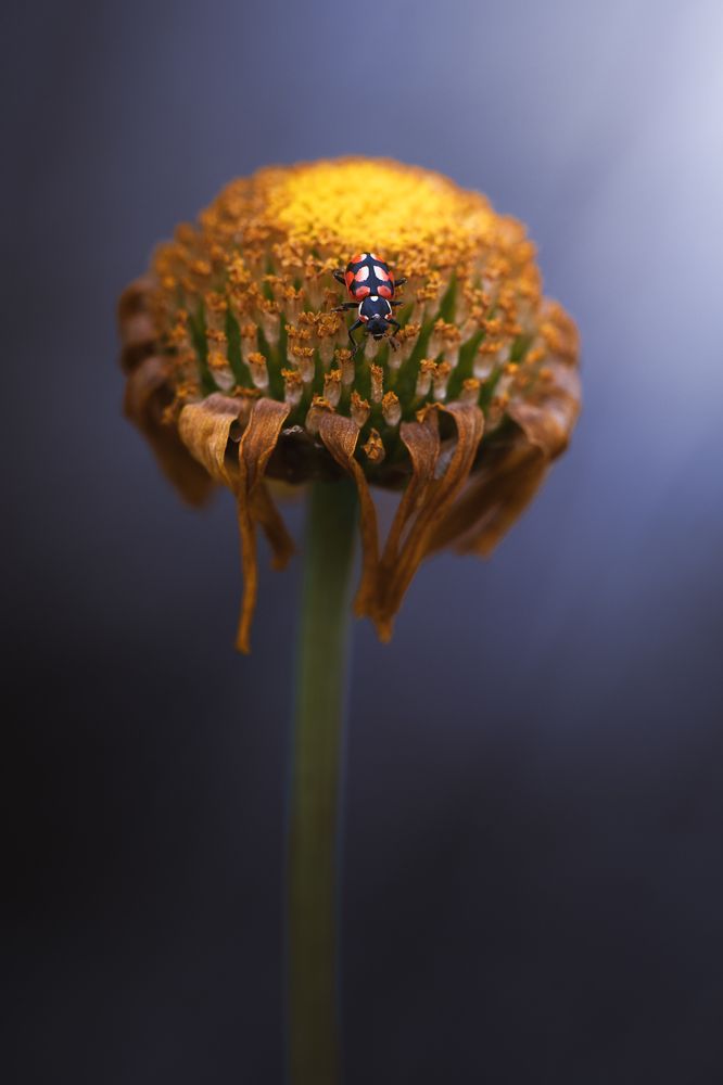 Photograph by David Cabrera