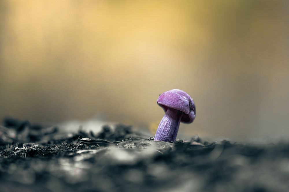 Photograph by David Cabrera