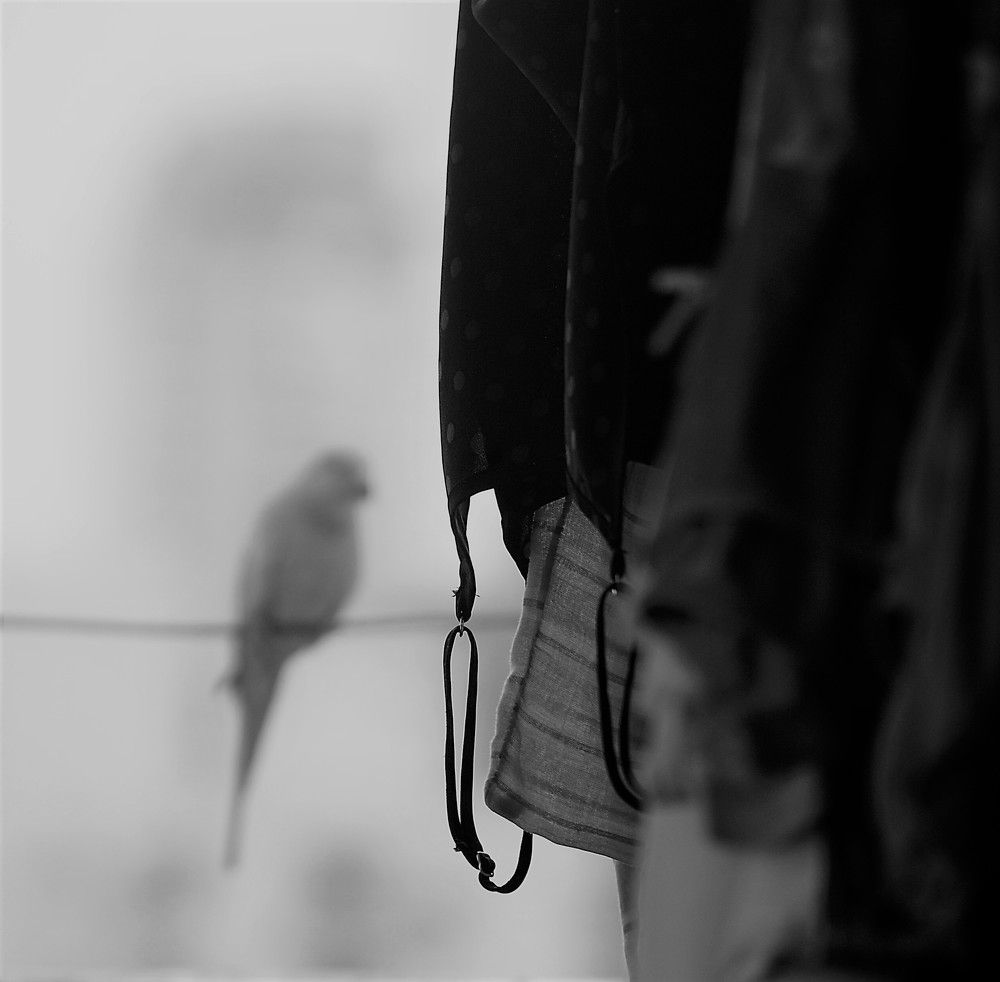 Photo #10202985