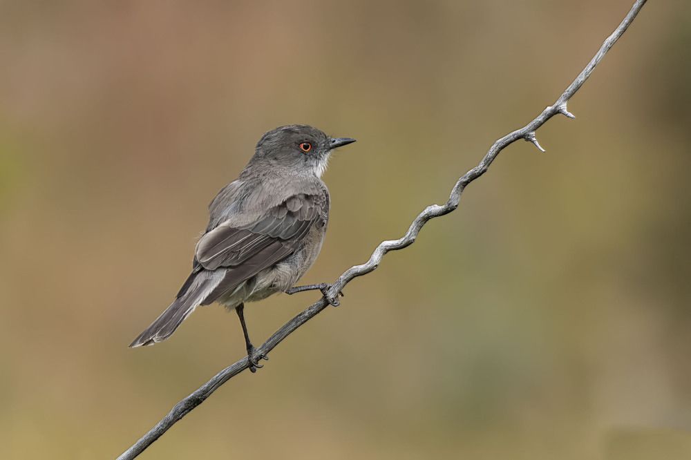 Photograph by Guillermina Rappi