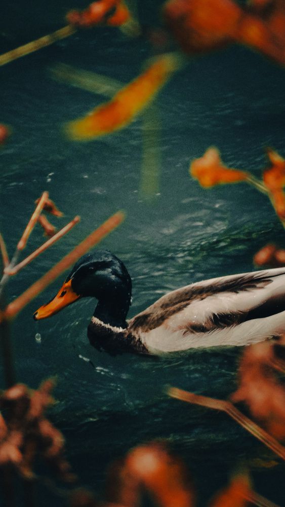 Photograph by Вячеслав Сидоров