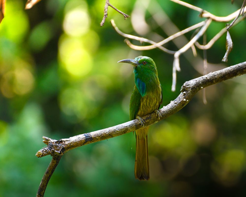 Photograph by Dr.Abhijith MK