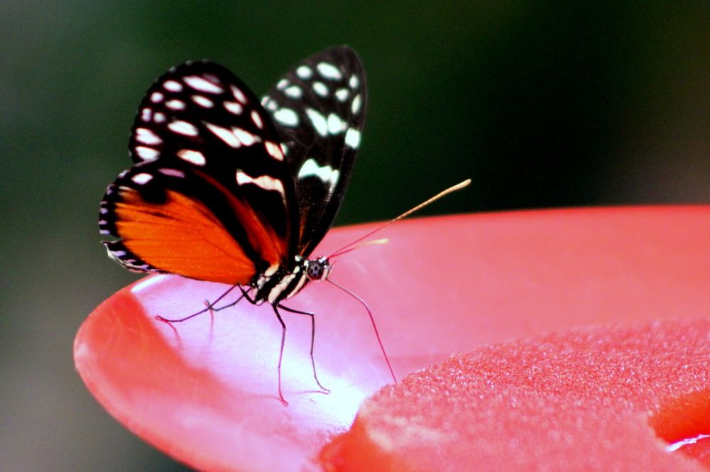 Photograph by 