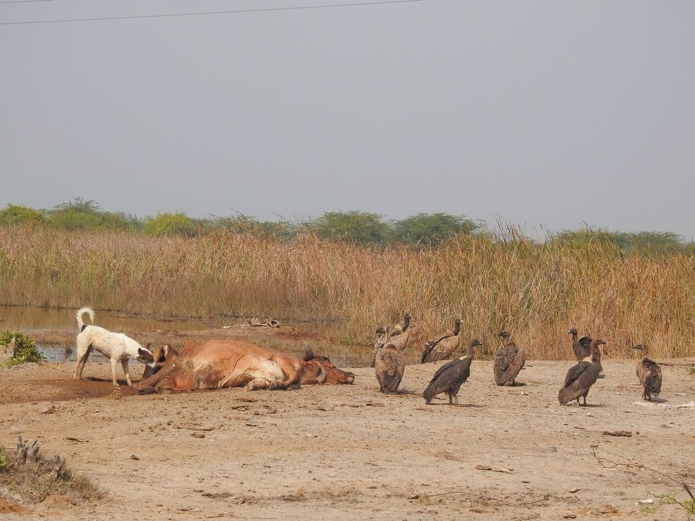 Feral dog disturbing the vultures group on feeding.