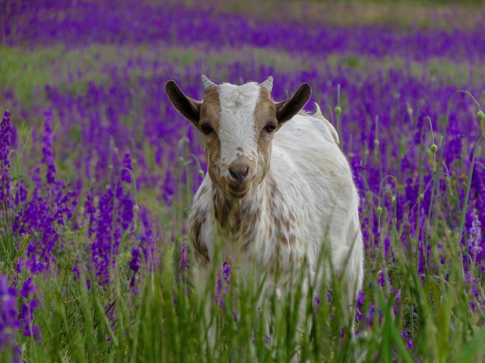 Photograph by Esmaeil