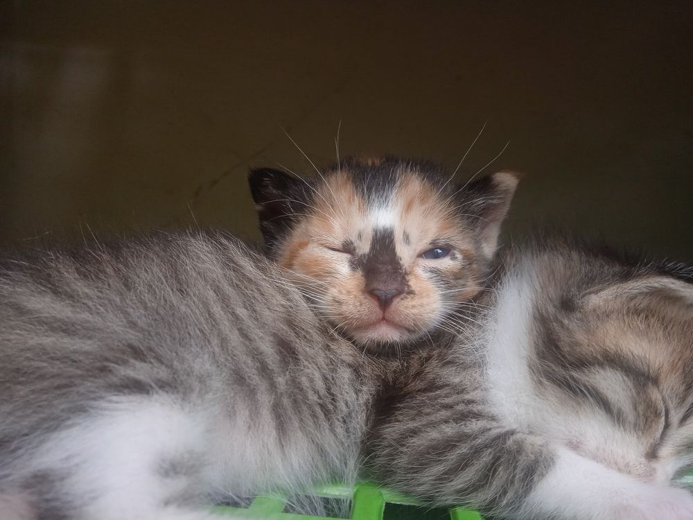 new kitten Indonesian