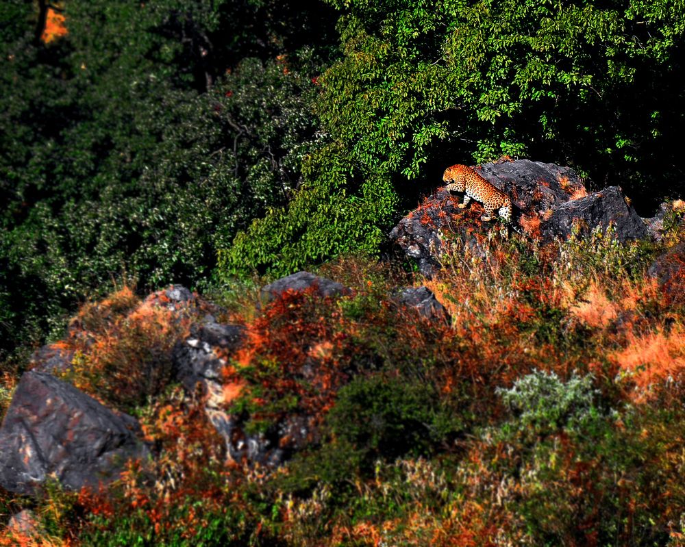 Guldar of Uttrakand, India.