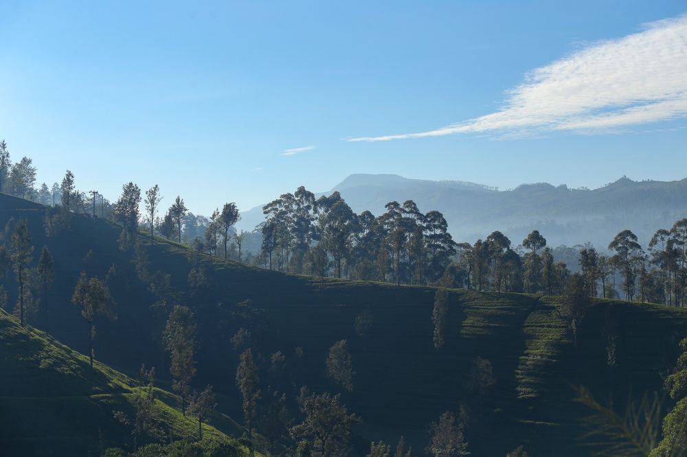 Фотография автора Sassanda Liyanaarachchi