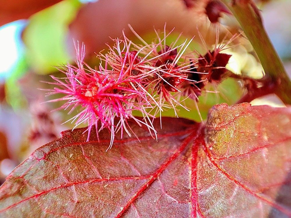 Photograph by Anup Ramesh Gharat