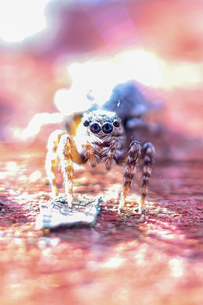 Солнечный паук