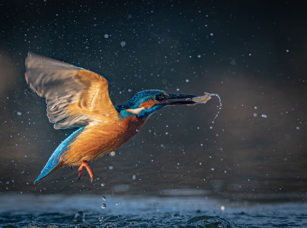 Photograph by Erika Katics