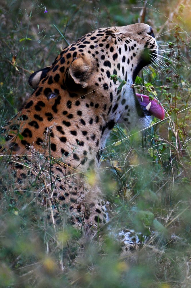 Photograph by ANEESH BHASKARAN