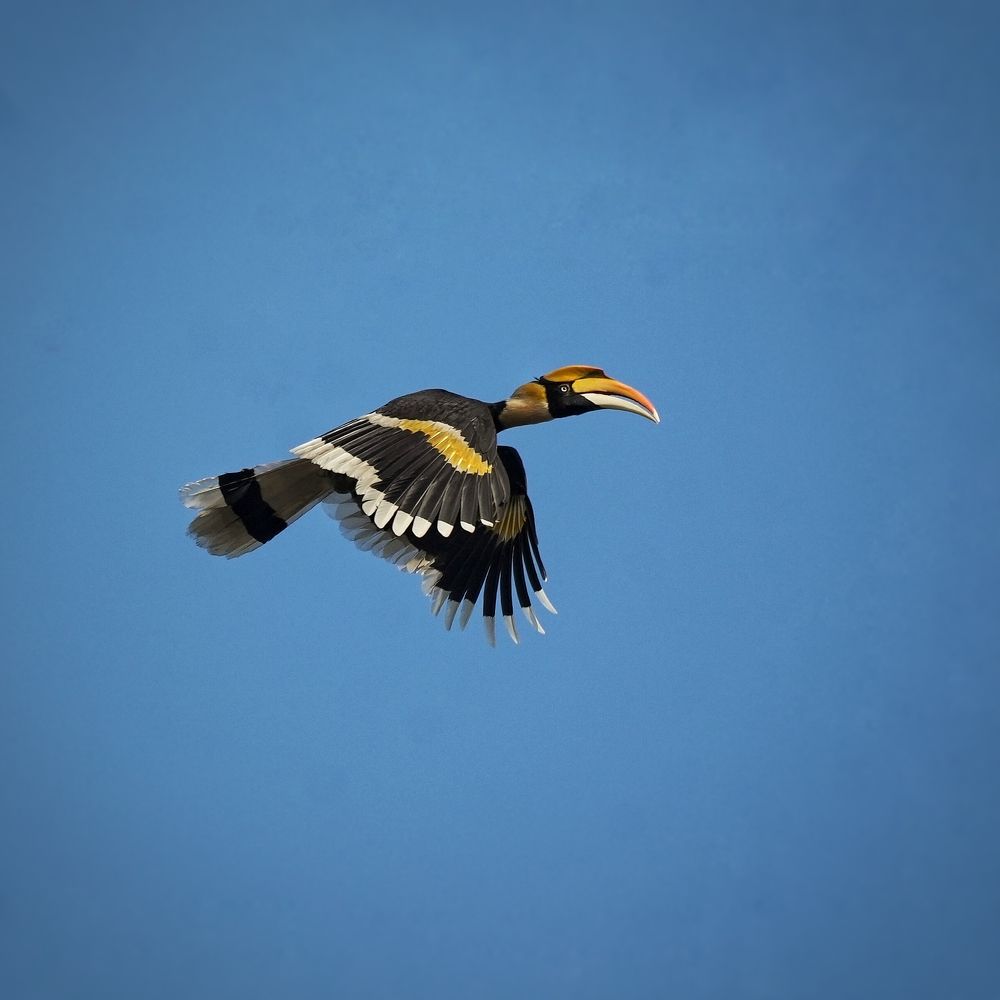 Photograph by ANEESH BHASKARAN