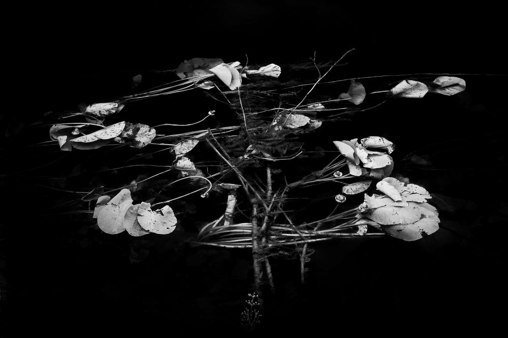 Photograph by Mark Walsh