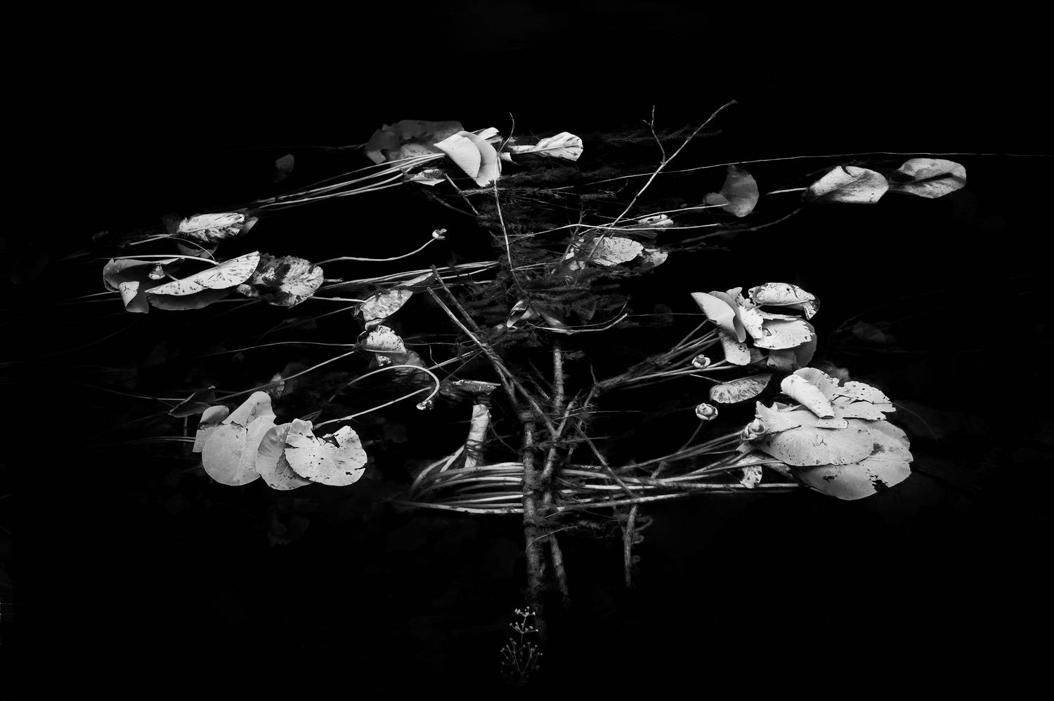 Фотография #10205554