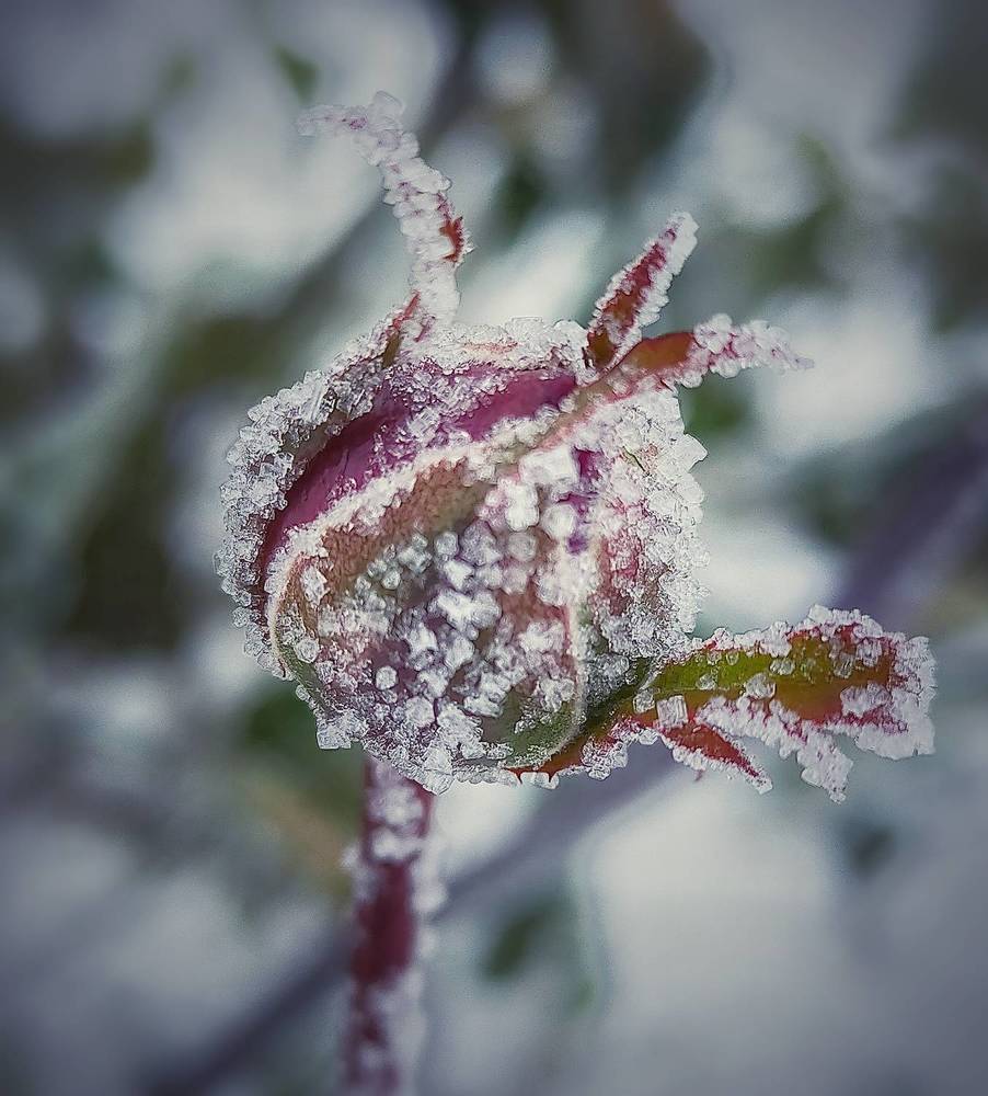 Первый мороз.