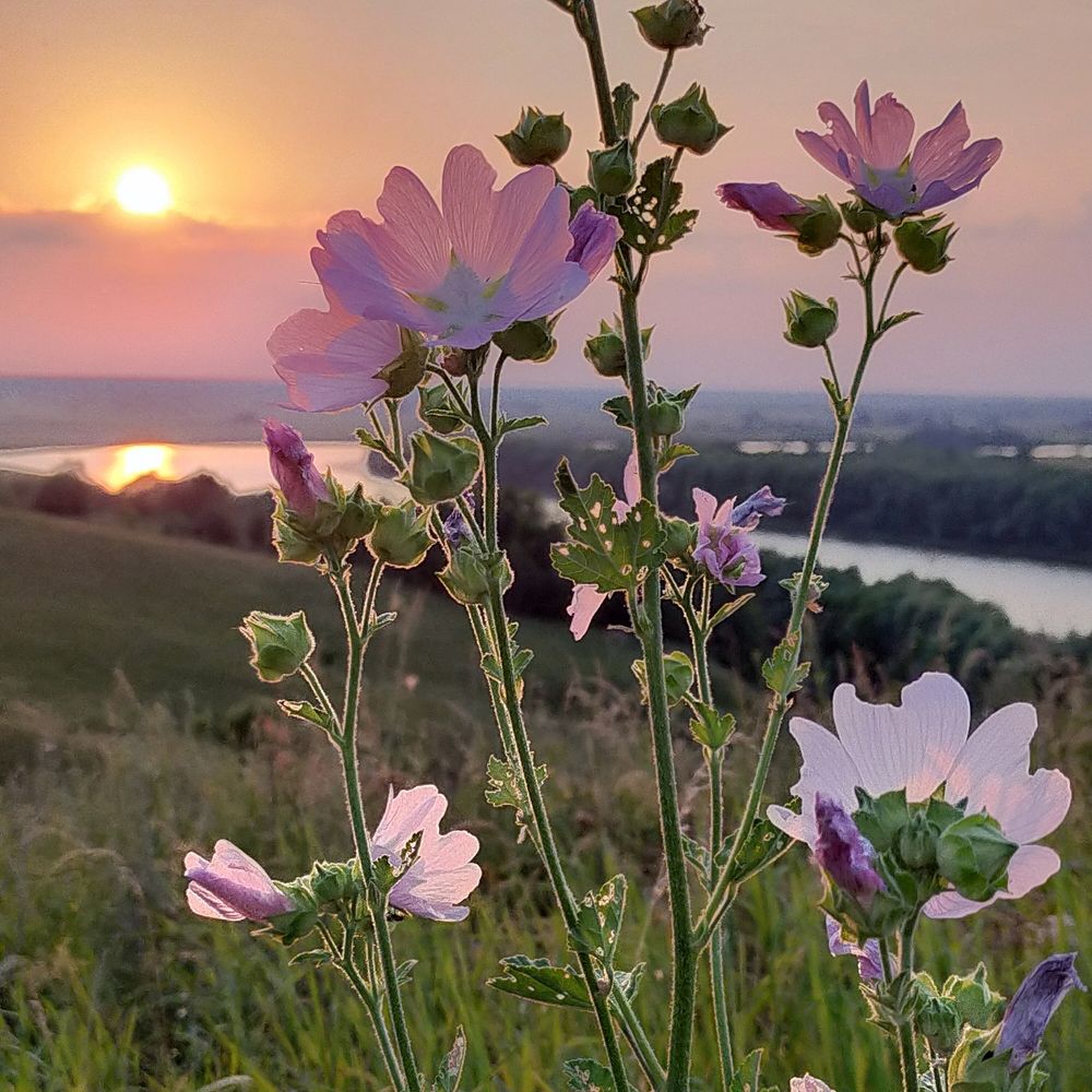 Дикая мальва.