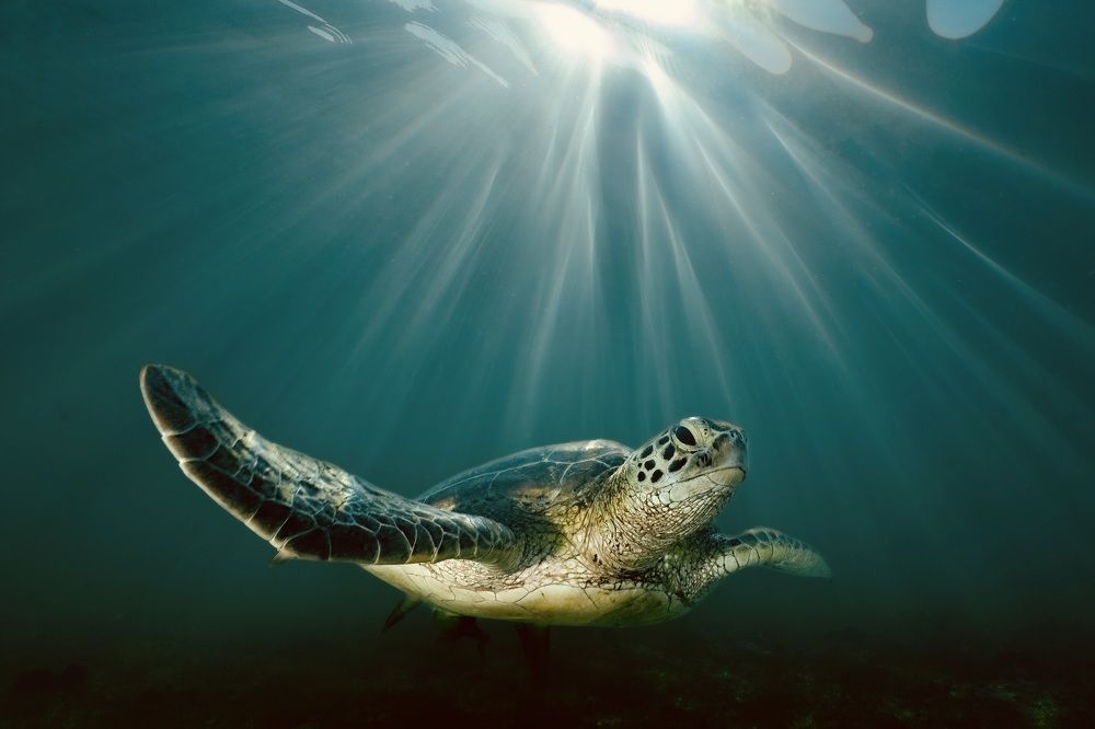 Photograph by Serge Melesan