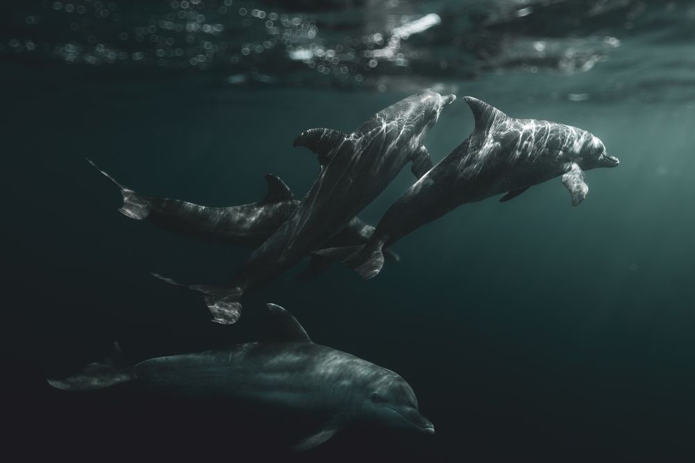 Photograph by Serge Melesan