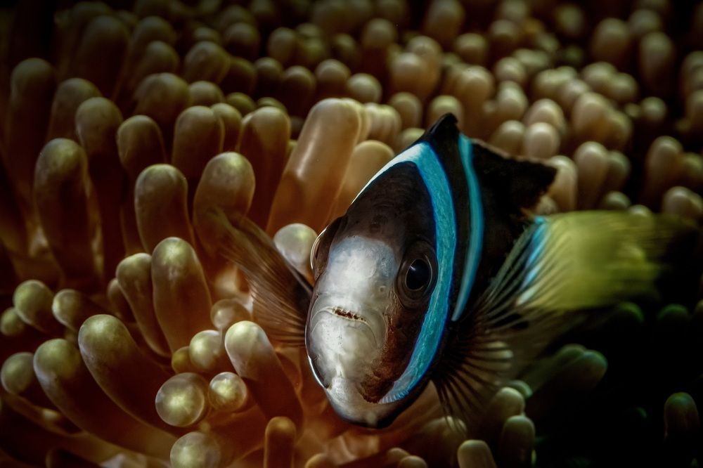 Photograph by Serge Melesan