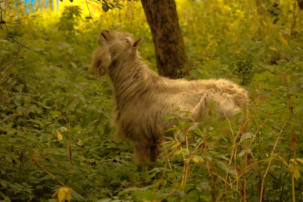 Козлик наслаждается вкусом ветки