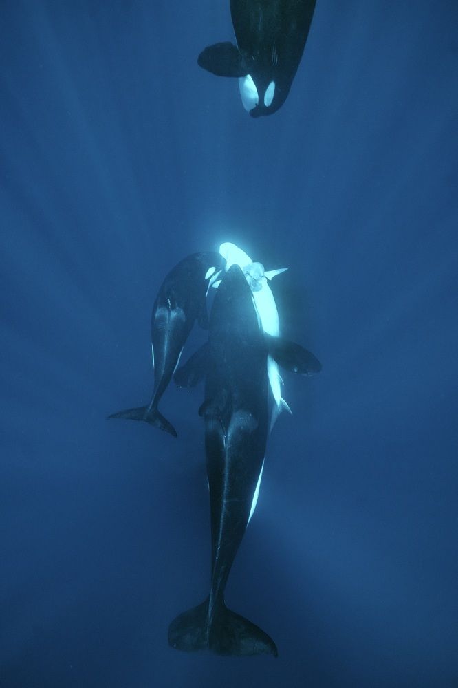 Photograph by Serge Melesan