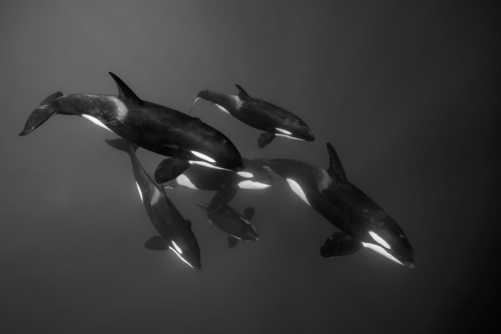 Photograph by Serge Melesan