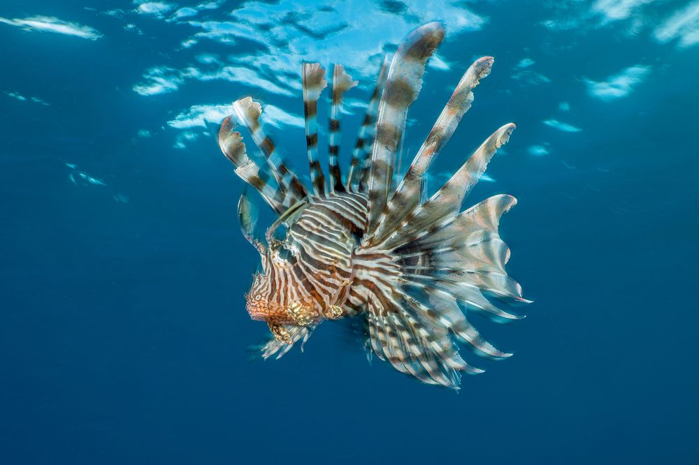 Photograph by Serge Melesan