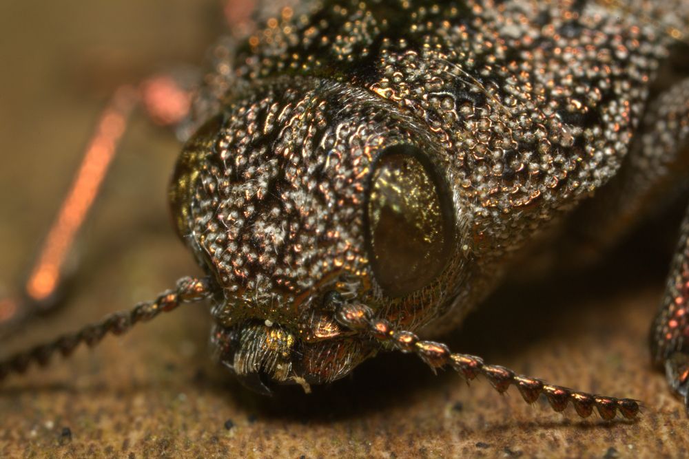 Златка-дицерка бронзовая