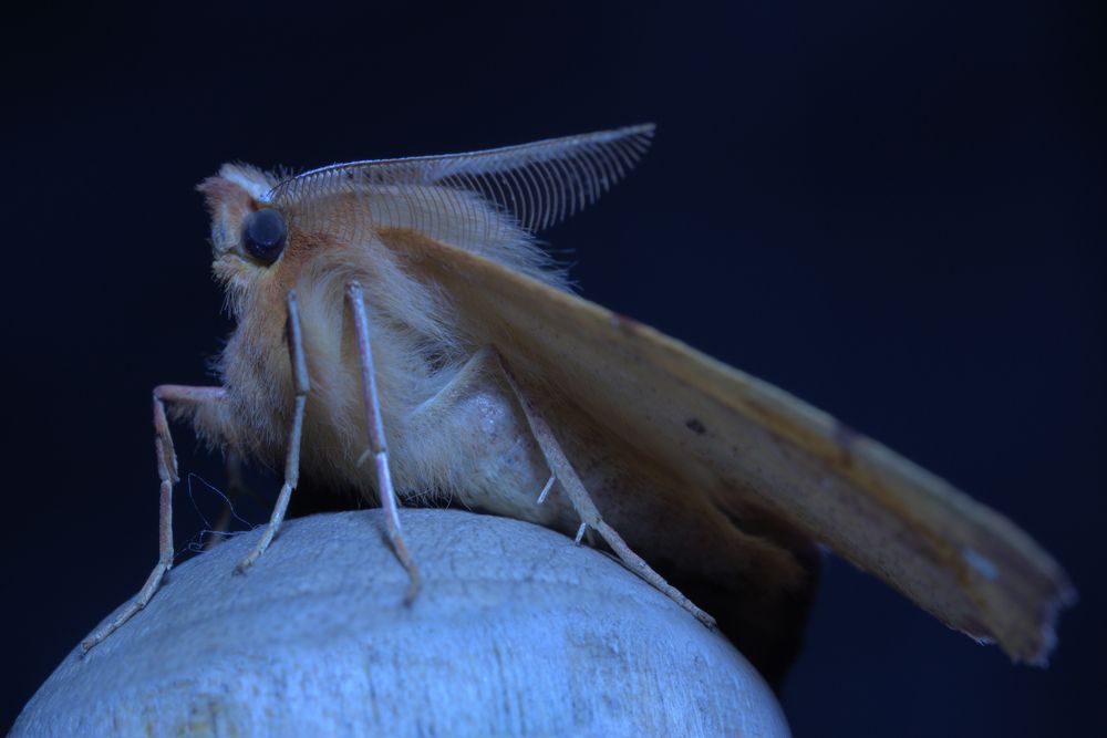 Пяденица хохлатая