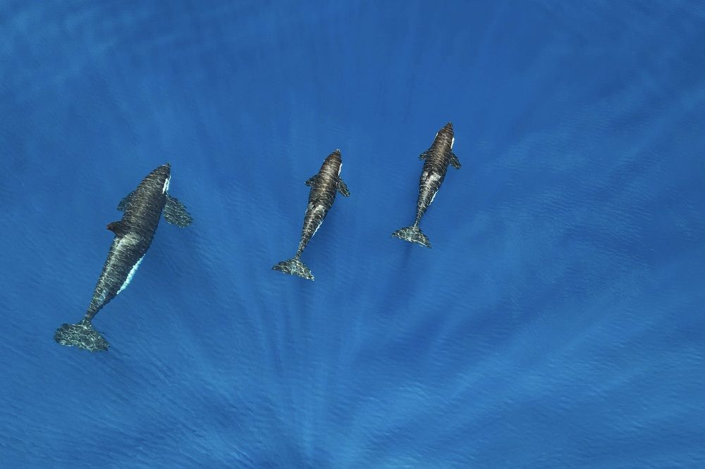 Photograph by Serge Melesan