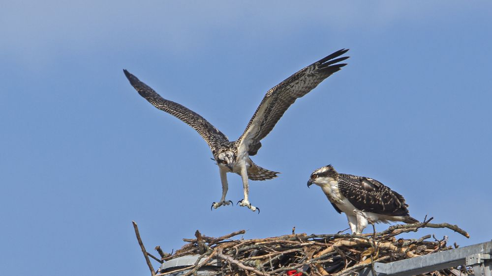 "лётная школа " орланов